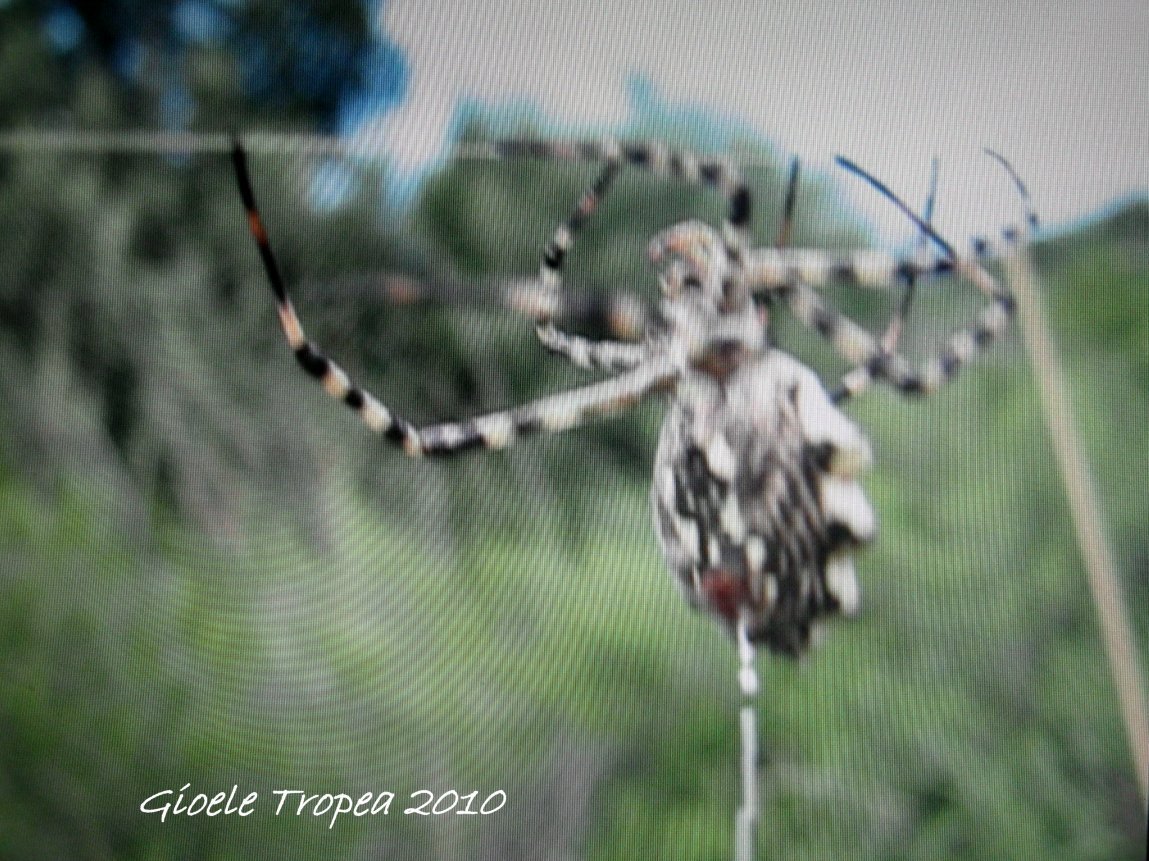 Argiope lobata